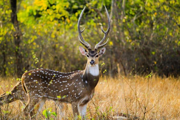 Betla National Park